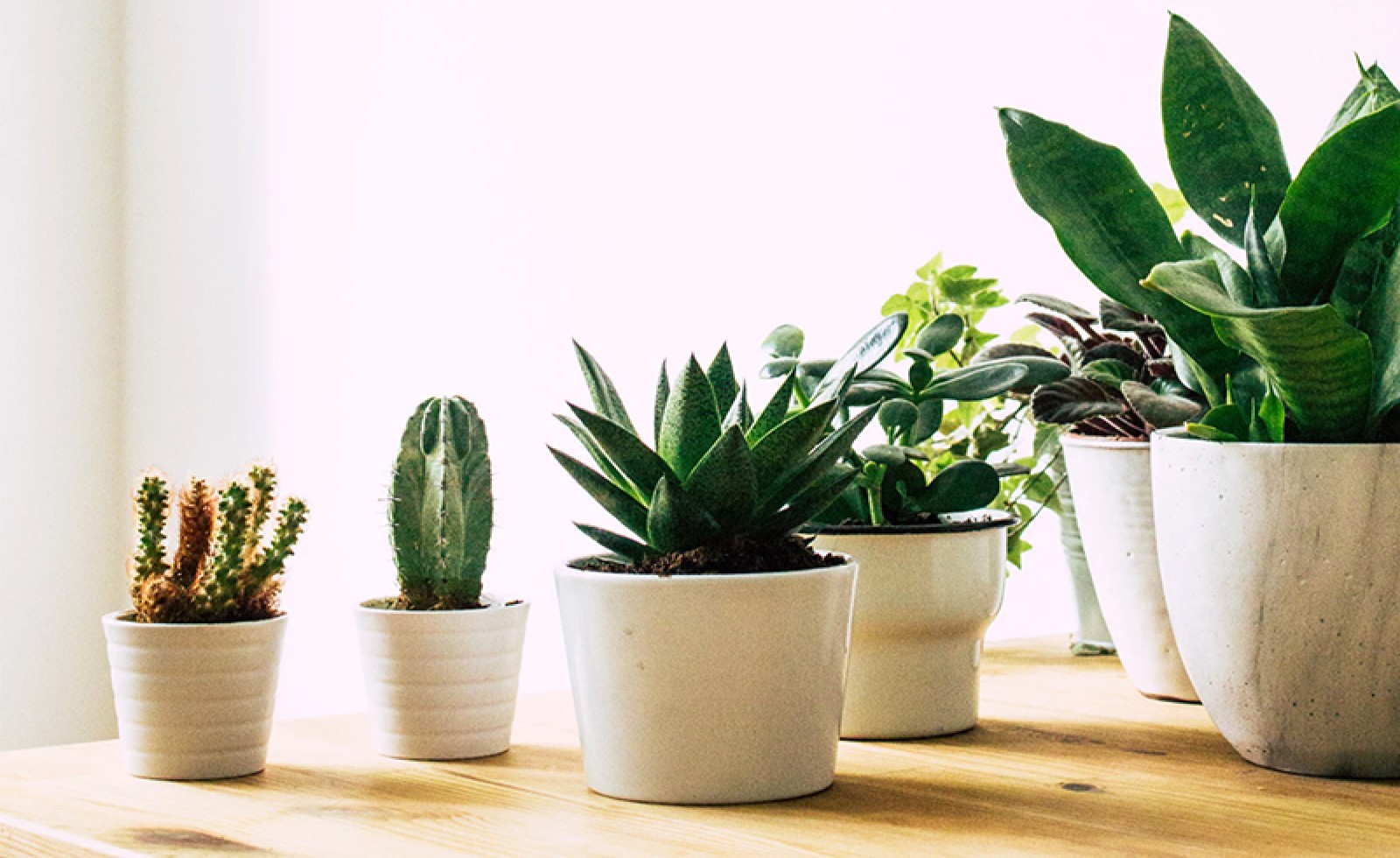 4 loại cây, hoa chớ nên đặt trong nhà kẻo phá nát phong thủy, vận xui kéo đến