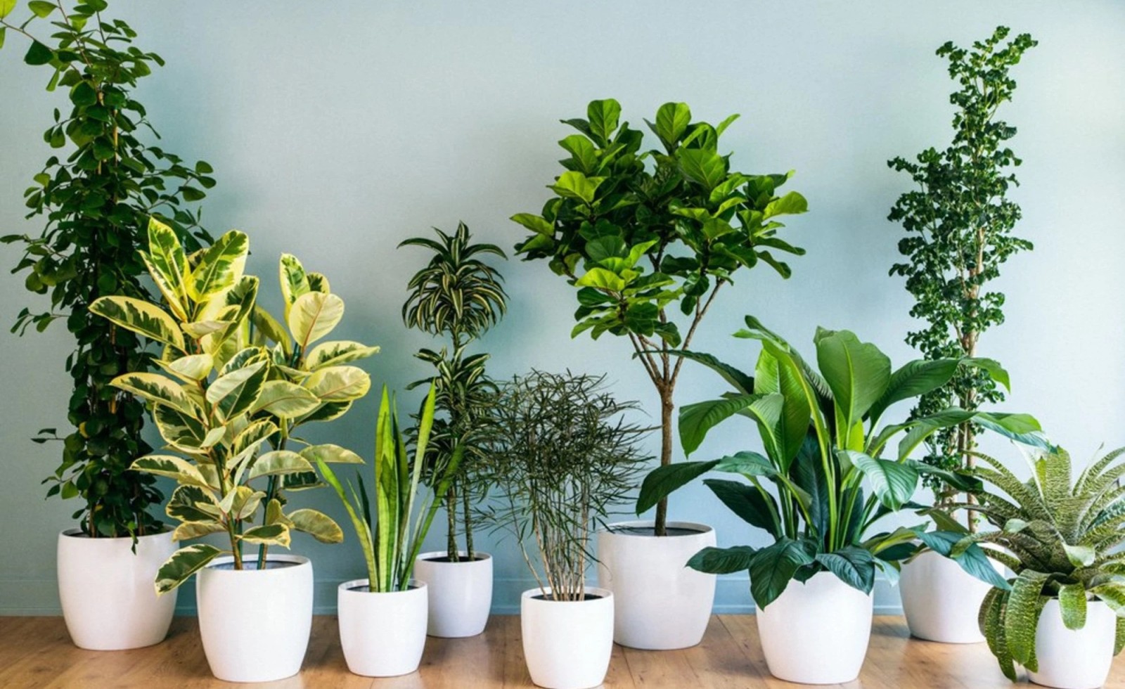 5 loại cây phù hợp đặt ở ban công chung cư nhỏ