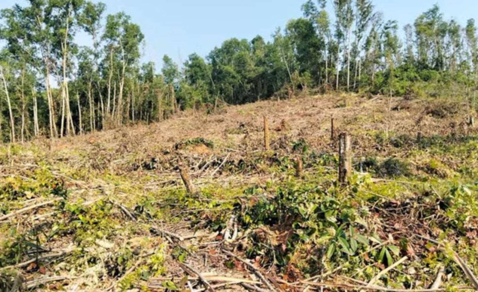 Nguyên giám đốc khai thác rừng trái phép, đơn vị quản lý “quên” báo cáo
