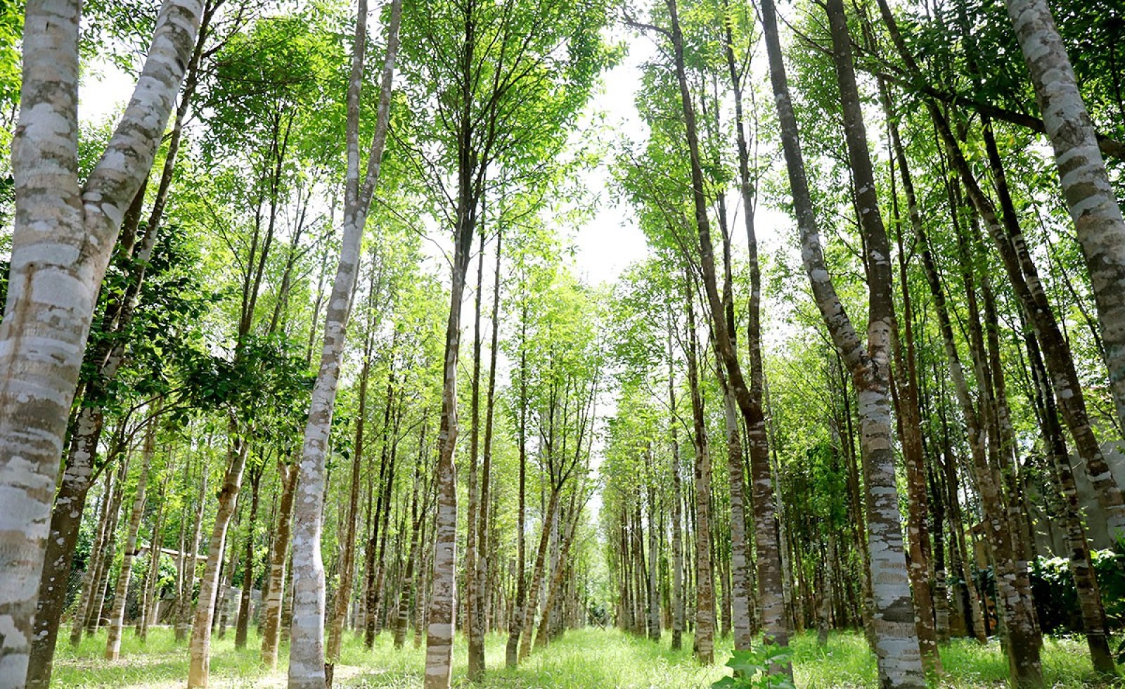 Thủ tục cấp mã số cơ sở trồng thực vật thuộc Phụ lục CITES