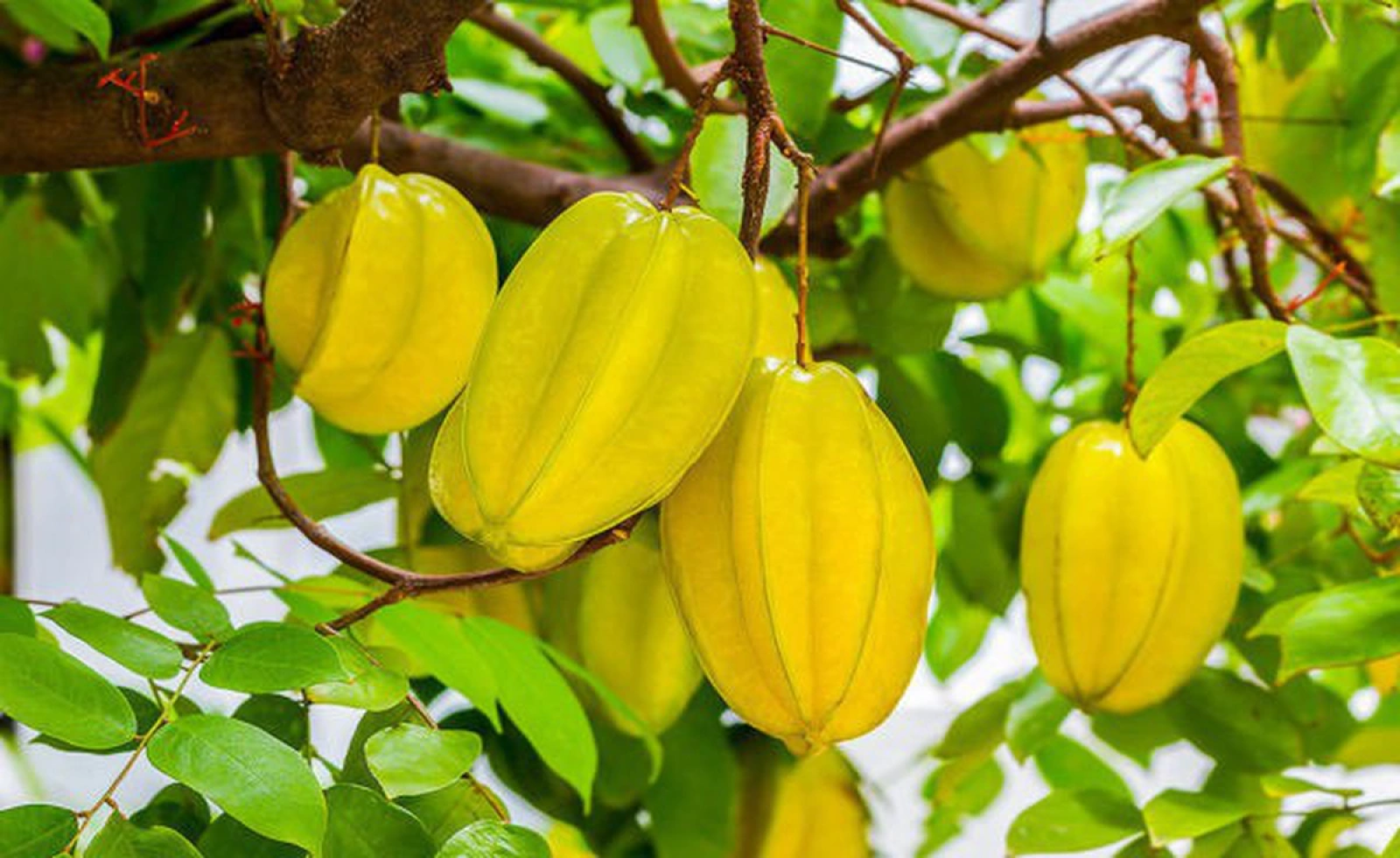Ý nghĩa phong thuỷ của cây khế trồng trong nhà