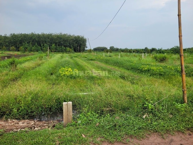 5x25 full thổ. Gần nông trường cao su Cầu Khởi. 195tr hết đất