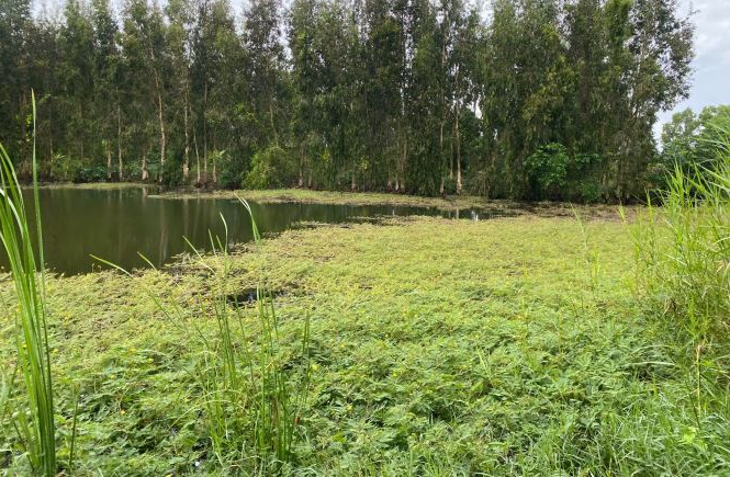 Bán 10.737m2 đất, quản lộ phụng hiệp, Phường Tân Thành, TP. Cà Mau