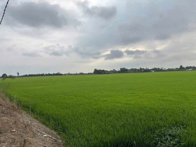 🌾 BÁN  18.000m² ĐẤT LÚA – PHƯỜNG MỸ THỚI, LONG XUYÊN