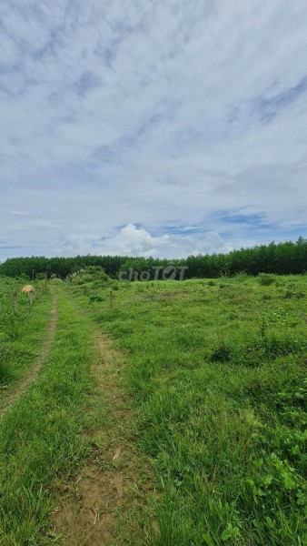 Bán 5.700m2 đất trồng cây ven sông - 1 tỷ