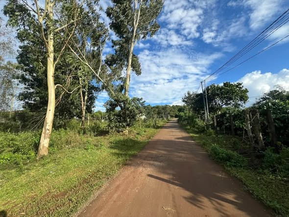🌲 BÁN ĐẤT ĐỒI THÔNG – VỊ TRÍ ĐẸP, ĐẤT Ở 100%