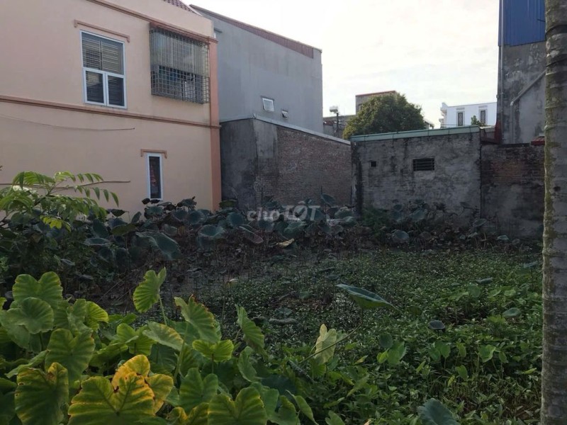 Cần bán đất ở Trang Quan , An Hải, Hải Phòng
