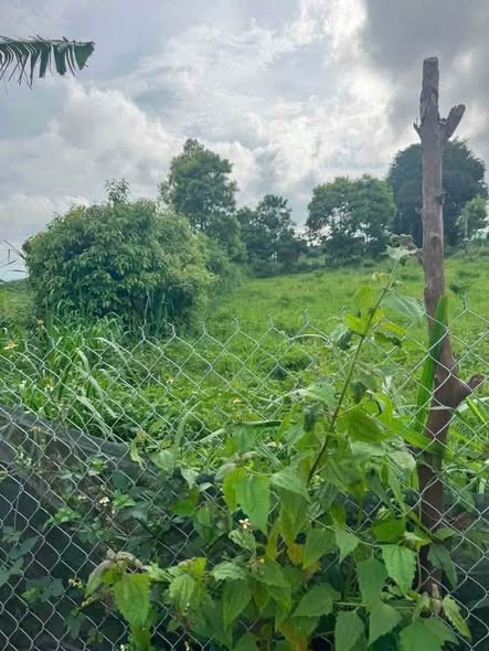 Đất Hẻm Bùi Viện phường An Phú, Khu dân cư, đất dài đẹp.