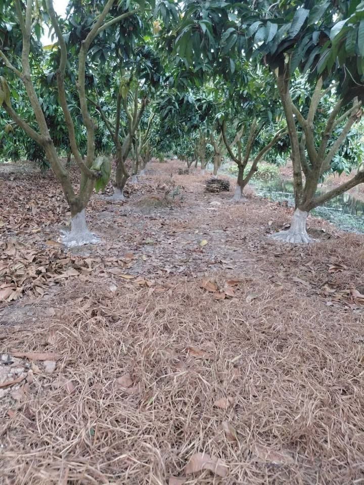 🌿 BÁN VƯỜN XOÀI– ĐƯỜNG ĐAL – XÃ HÒA AN, NAY LÀ PHƯỜNG CAO LÃNH – ĐỒNG THÁP 🌿 - Ảnh 1