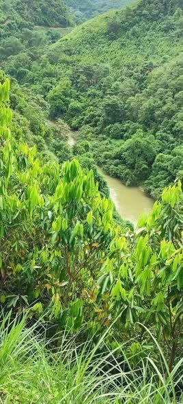 ✅Phú Thọ  Tân Phú, huyện Tân Sơn 40 ha full quế 5 năm - Ảnh 2