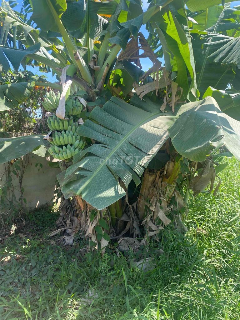 đất phước thiện siêu đẹp siêu rẻ - Ảnh 3