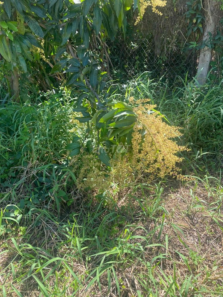 đất phước thiện siêu đẹp siêu rẻ - Ảnh 6