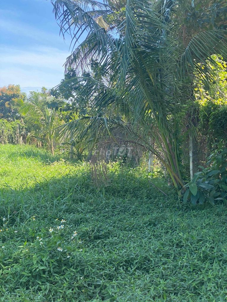 đất phước thiện siêu đẹp siêu rẻ - Ảnh 8