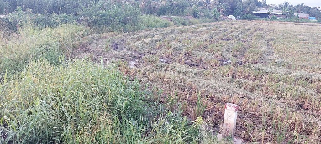 Bán 5 công đất.công tầm lớn