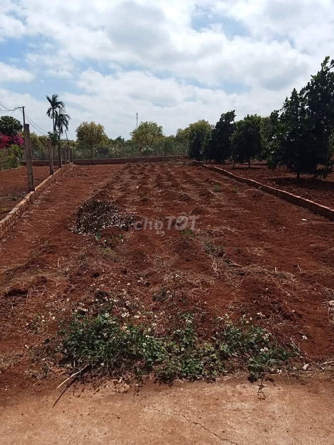 Cần bán đất thổ cư krong pak phước an - Ảnh 3