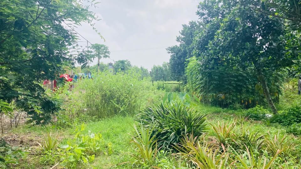 📛 BÁN ĐẤT 1.500M2 P. PHƯỚC TÂN GẦN ĐƯỜNG VÕ CHÍ CÔNG