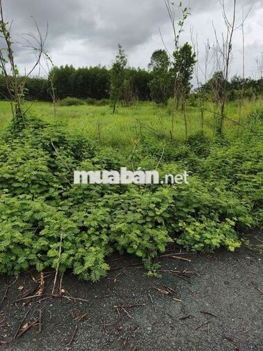 Chính chủ bán 3.000m2 đất Tân Hội - Ảnh 1