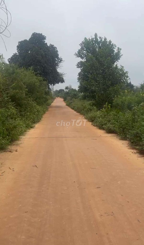 Bán gấp mảnh đất TP Pleiku cách sân bay 12km quốc lộ 14, Xã Gào, Thành phố Pleiku, Gia Lai - Ảnh 2