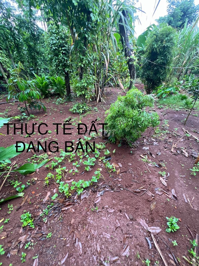Đất thổ cư thôn 1 đạt lý, nay là phường Tân An, diện tích 12x40
