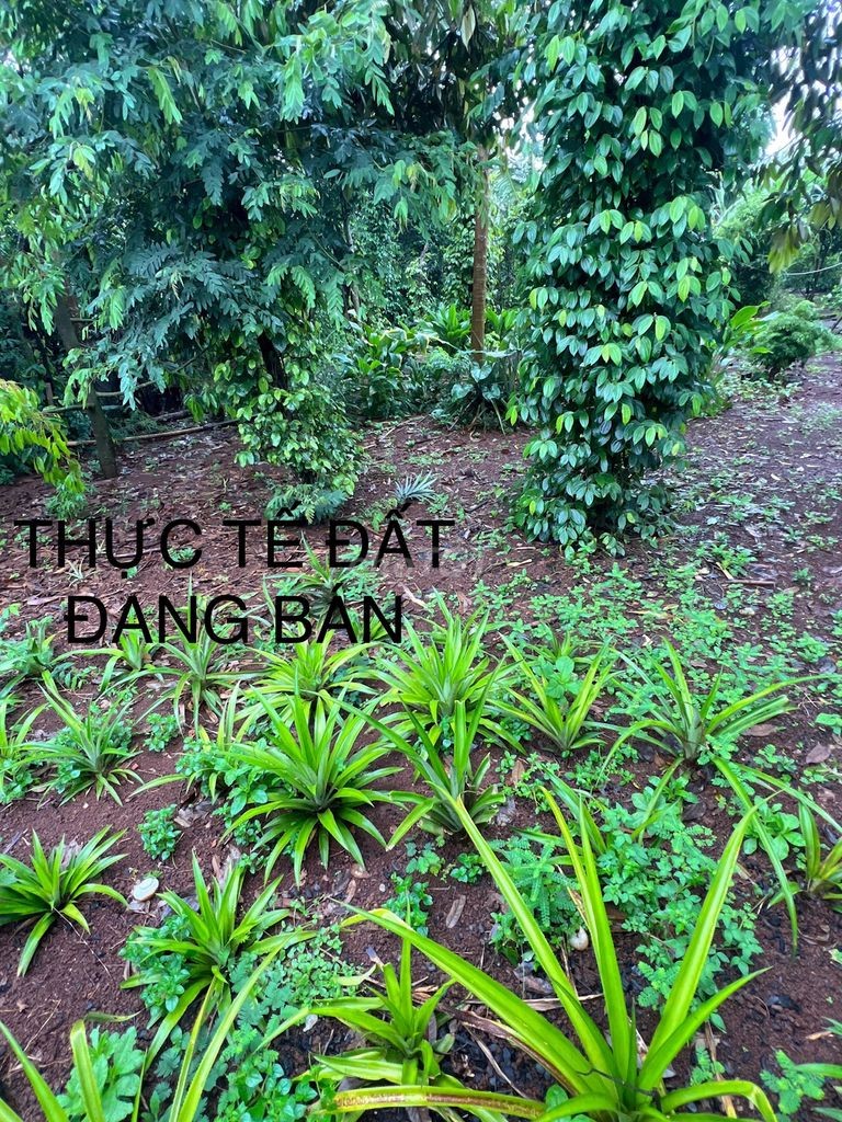 Đất thổ cư thôn 1 đạt lý, nay là phường Tân An, diện tích 12x40