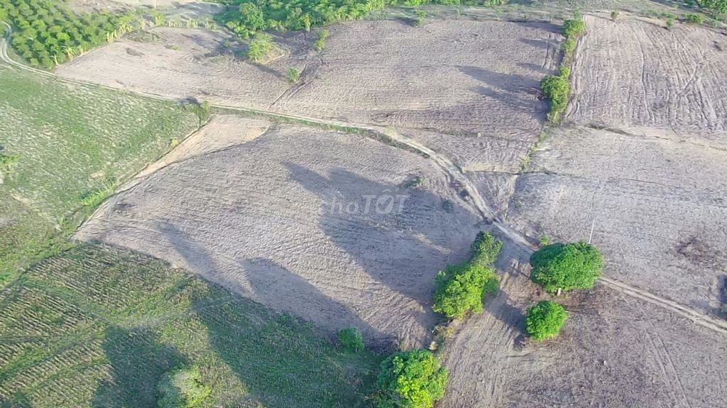 🌳 🌳 7.281 m2 đất trồng mía tại Daklak 🌳 🌳 - Ảnh 1