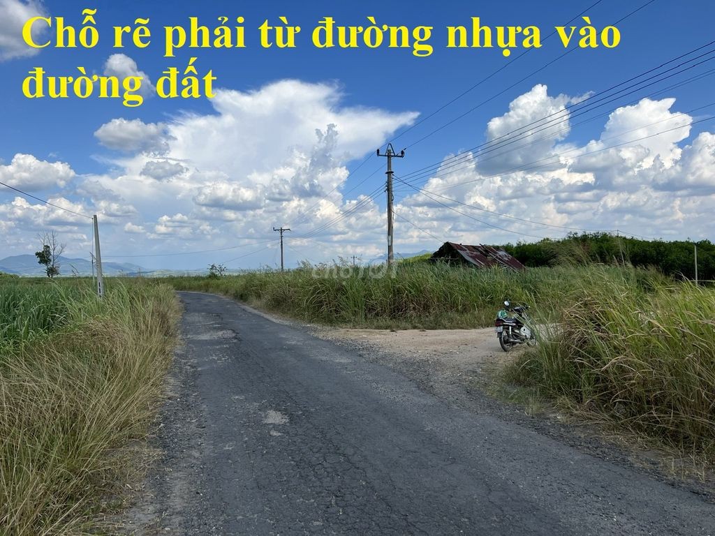 🌳 🌳 7.281 m2 đất trồng mía tại Daklak 🌳 🌳 - Ảnh 3