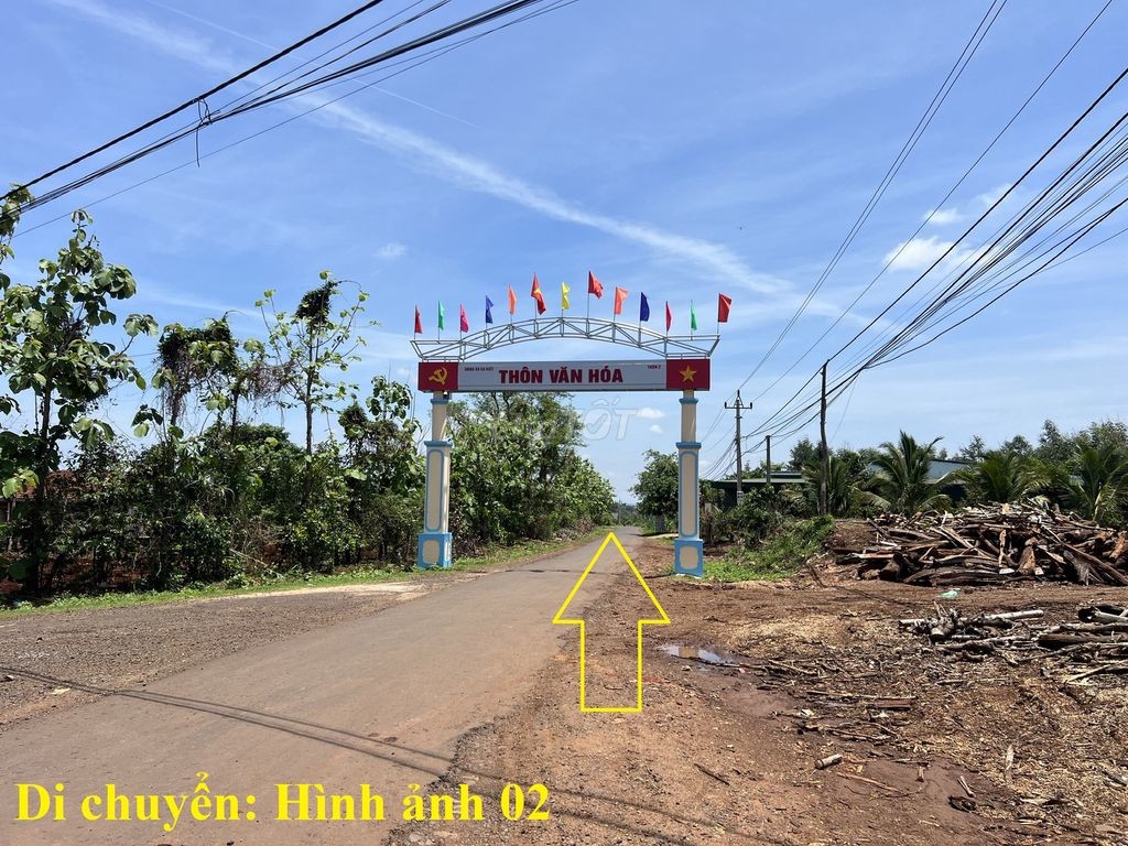 🌳 🌳 8 sào gỗ tếch tại Daklak 🌳 🌳 - Ảnh 4