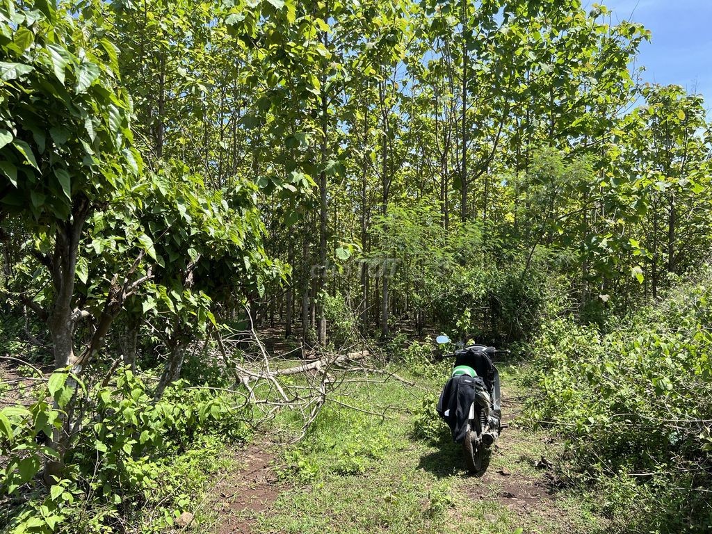🌳 🌳 8 sào gỗ tếch tại Daklak 🌳 🌳 - Ảnh 5