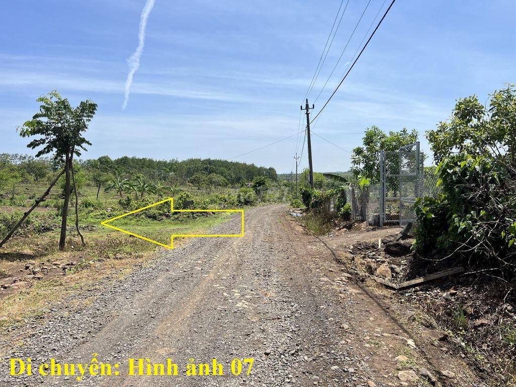 🌳 🌳 8 sào gỗ tếch tại Daklak 🌳 🌳 - Ảnh 7