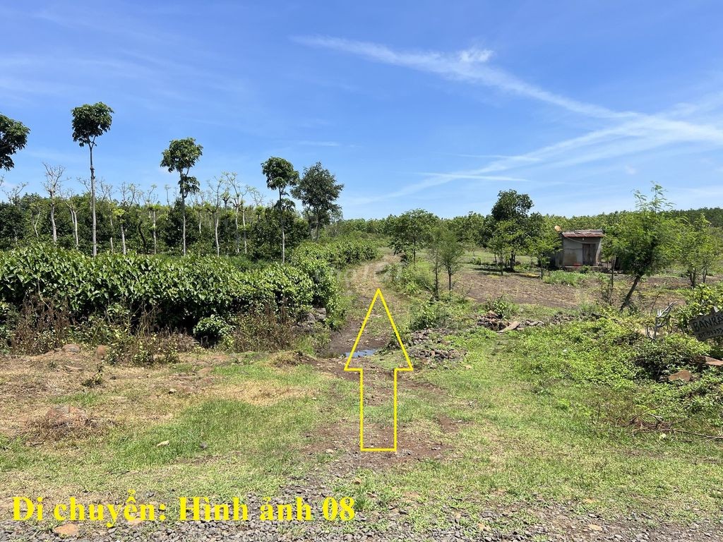 🌳 🌳 8 sào gỗ tếch tại Daklak 🌳 🌳 - Ảnh 11
