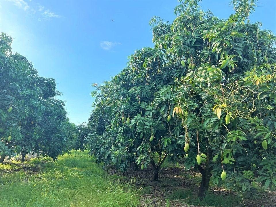 BÁN GẤP 3.000M2 GIÁ 195 TRIỆU, ĐẤT MT GẦN CHỢ, SỔ HỒNG RIÊNG ☎️ 0969.950.161 ( Gặp Chủ ) - Ảnh 5