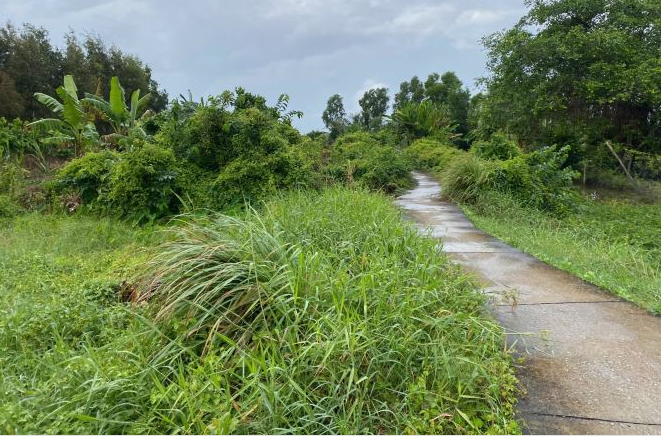 Bán 10.737m2 đất, quản lộ phụng hiệp, Phường Tân Thành, TP. Cà Mau - Ảnh 4