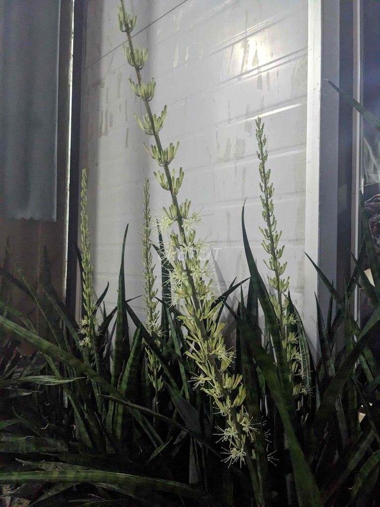Nhà phường Long hoà dưới 1 tỷ