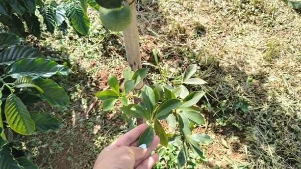 Chính chủ gửi bán 2ha cà phê thực tế,  Sổ được 1,8ha . - Ảnh 1