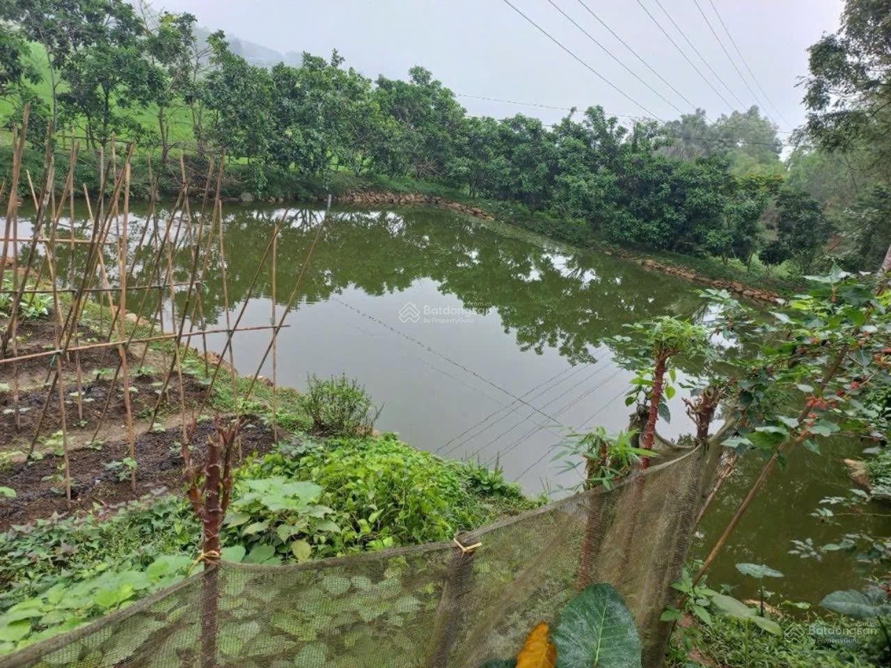 Bán gấp nhà vườn ao cá 2.553m2 Đại Phú, Sơn Dương, Tuyên Quang - Chỉ 2tyxxx - Ảnh 1