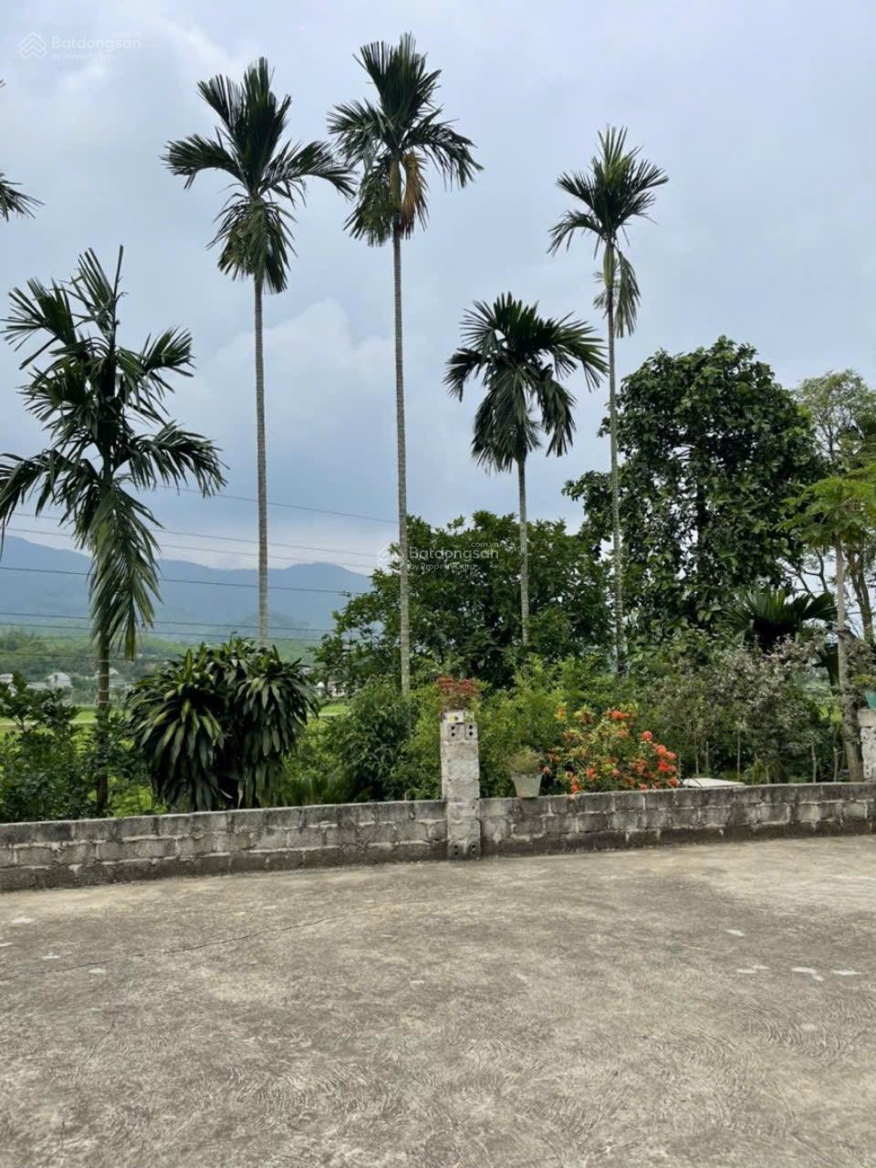 Bán gấp nhà vườn ao cá 2.553m2 Đại Phú, Sơn Dương, Tuyên Quang - Chỉ 2tyxxx - Ảnh 2