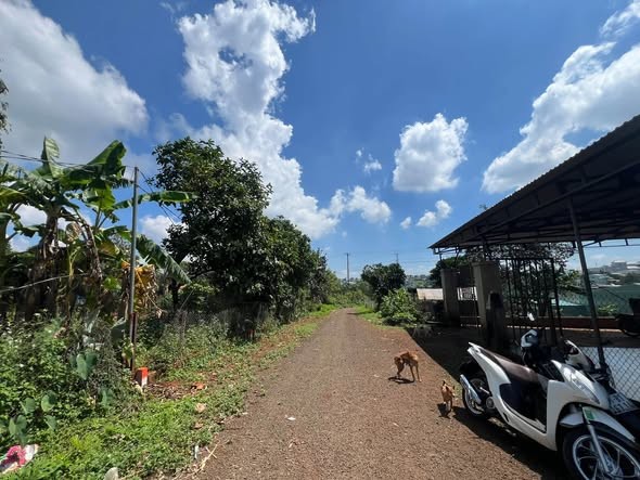 ☘️☘️☘️Đ𝗮̂́𝘁 Đ𝐞̣𝐩 đồi thông cách Lý Thái Tổ chỉ 900m, gần chợ Bà Định - Ảnh 2