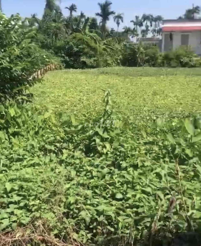Đất 462m2 thôn Minh Tiến, Hợp Đức, Đồ Sơn chỉ 5 tỷ đồng - Ảnh 2