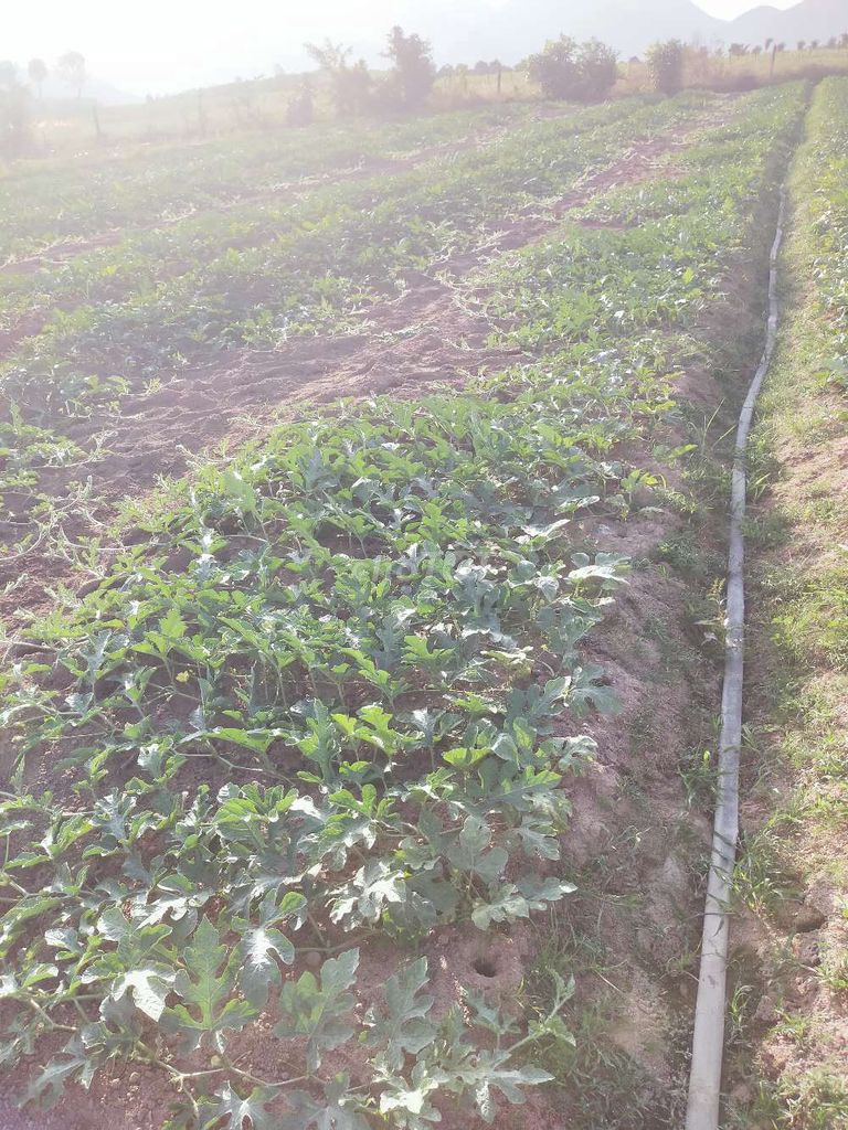 Bán gấp 6000m đất - Ảnh 1