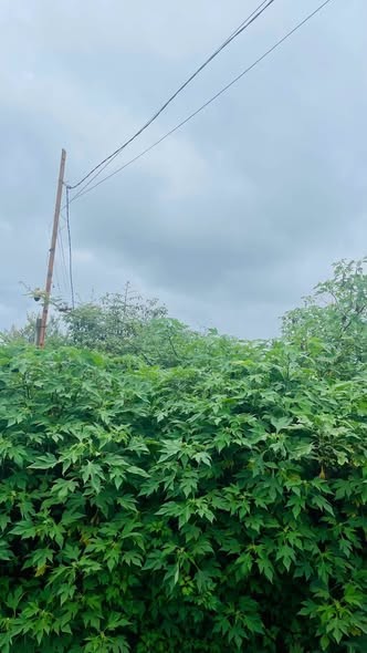 Cần bán đất đường Nguyễn Siêu