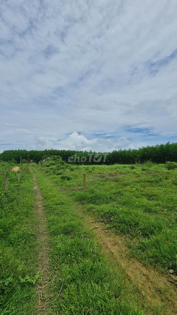 Bán 5.700m2 đất trồng cây ven sông - 1 tỷ - Ảnh 3
