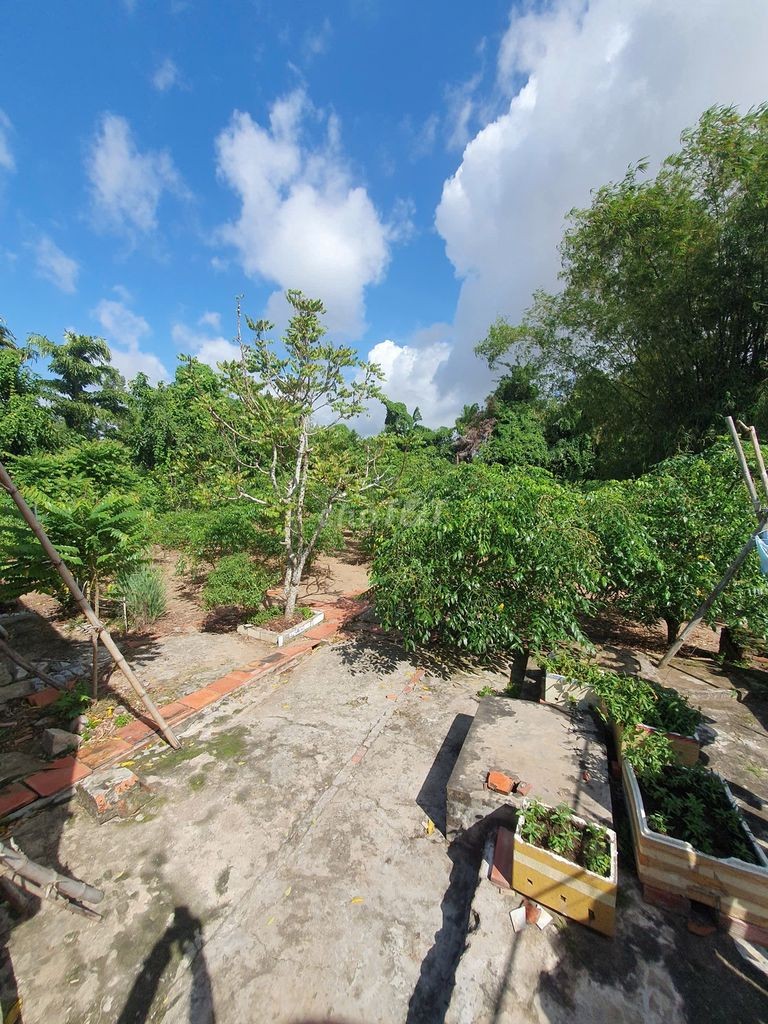 BÁN NHÀ + VƯỜN DIỆN TÍCH 1.126M² – GIÁ 1,8 TỶ - Ảnh 6