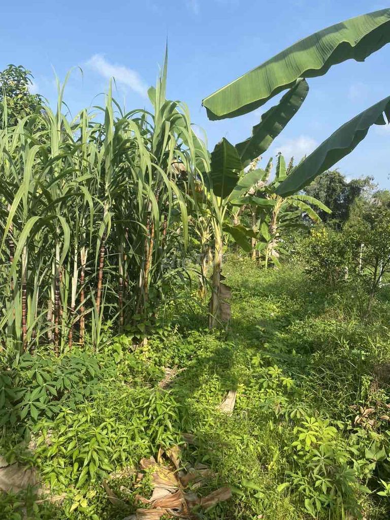 Bán đất thổ cư cách chợ Phú Long 600m