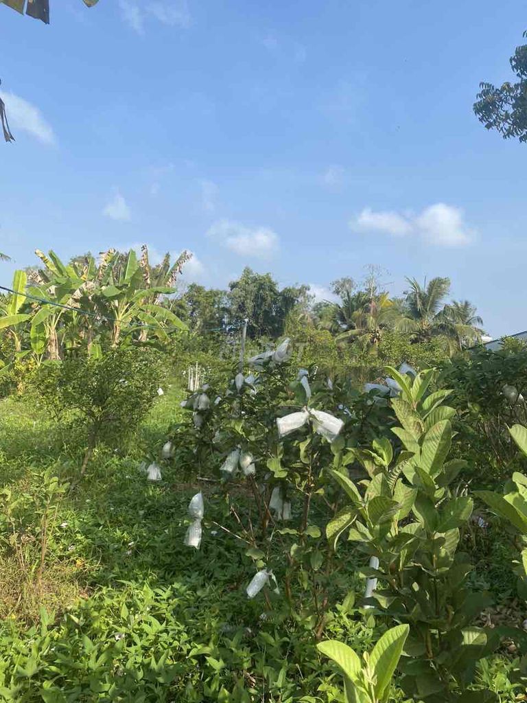 Bán đất thổ cư cách chợ Phú Long 600m