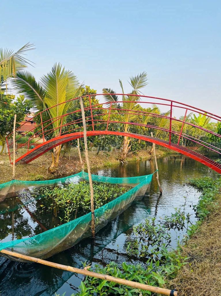 Cần bán gấp vườn + nhà villa đẹp-thanh toán trước 50% nhận nhà ngay - Ảnh 3