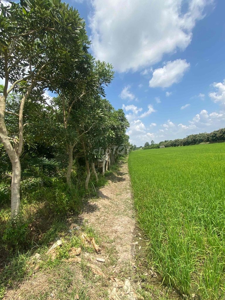 Bán Đất Ruộng đã lên vường vĩnh thới đồng tháp - Ảnh 4