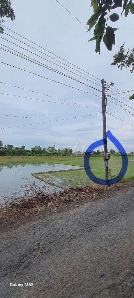 cho thuê đất cây lâu năm Bình Đức - Ảnh 3