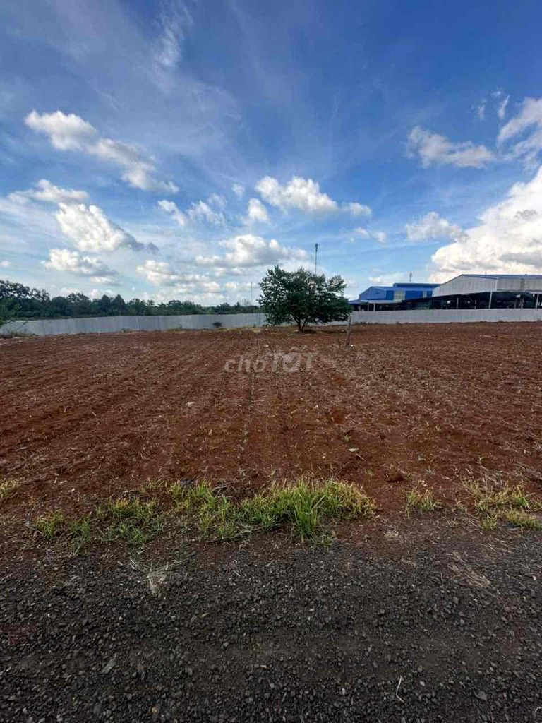 Bán Đất view cánh đồng 2096m2 có sẵn 100 m2 thổ cư giá 1.89 tỷ daklak - Ảnh 5