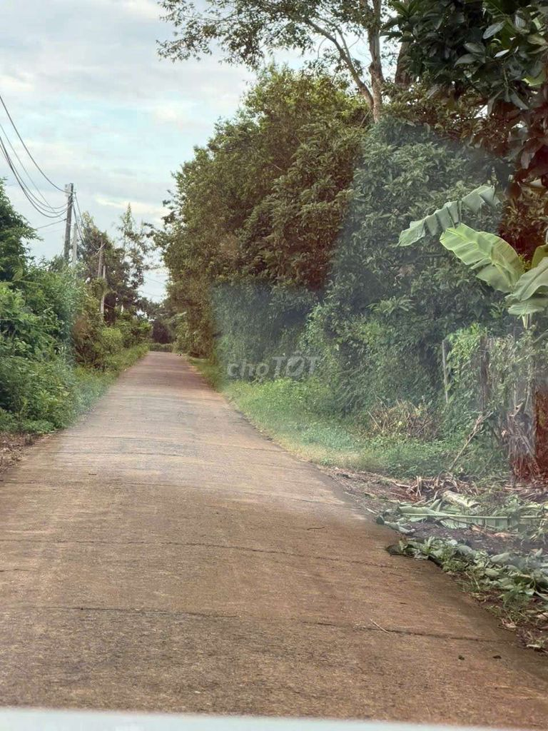 Cần bán lô đất mặt tiền bê tông thôn Đại Đồng Eanoul - Ảnh 2