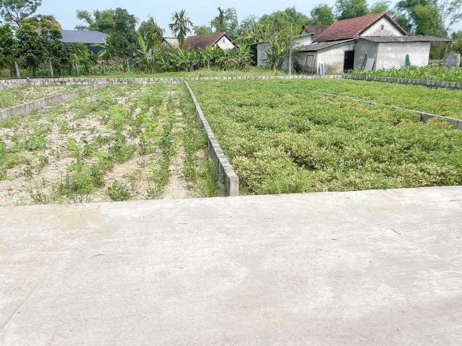 bán Đất 112.5m2 có sẵn 80 m2 thổ cư giá 450 triệu tại Đường Phan Đình Tuyển - Chọn - Phường Hương Trà Thừa Thiên Huế - Ảnh 2